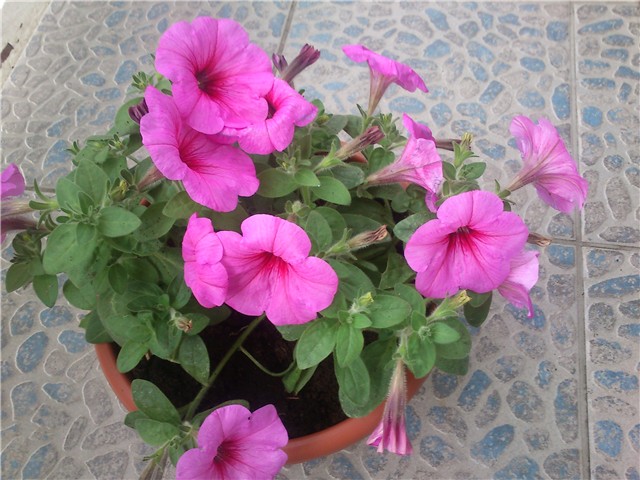potunia
